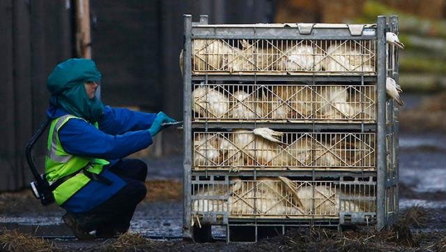 2020, dünyanın peşini bırakmıyor! Aralık’ta insana sıçrayan kuş gribi, 46 ülkeye yayıldı