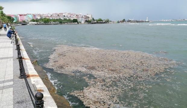 Bölge sakinleri tedirgin! Sahile onlarca ölü yengeç vurdu