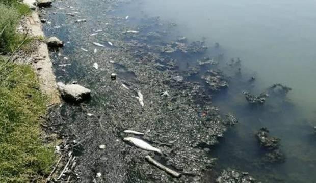 Büyükçekmece Gölü’nün rengi değişti, ölü balıklar kıyıya vurdu