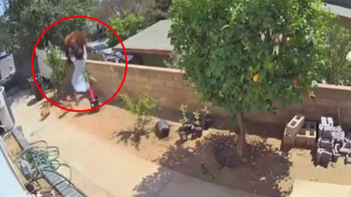 Cesareti yürekleri ağza getirdi! Köpeklerini kurtarmak için ayıyı elleriyle itti