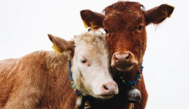 Deniz Feneri Derneği 2021 yılı vekalet yoluyla kurban kesim bedellerini belirledi