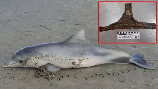 Denize atılan iç çamaşırı, yüzgecine dolandığı yunusun ölümüne neden oldu