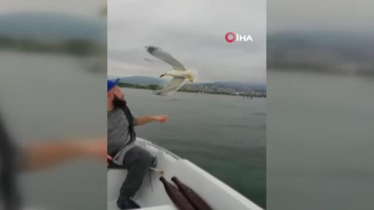 Denizin ortasında martıyı elleri ile besledi