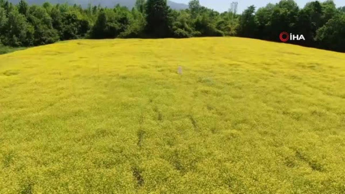 Doğanın altın renkli stüdyosu görenleri mest ediyor