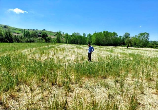 Doludan tarlaları zarar gören çiftçilere destek