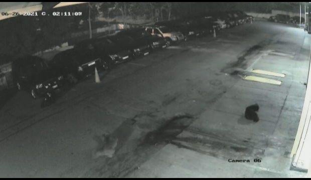 İnsanlığın bittiği nokta: Yavru köpeği zehirli okla vurdular