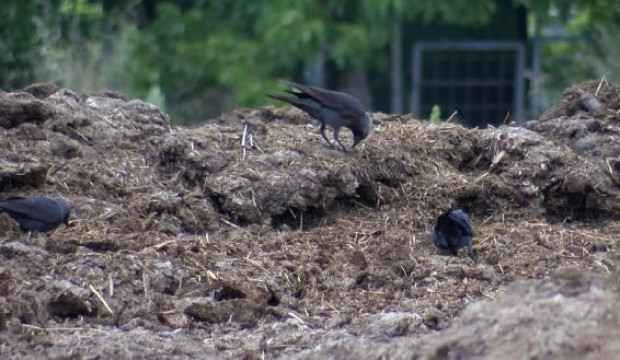 İstanbul’da kuşlarda Batı Nil Virüsü saptandı; Prof. Dr. Yılmaz uyardı