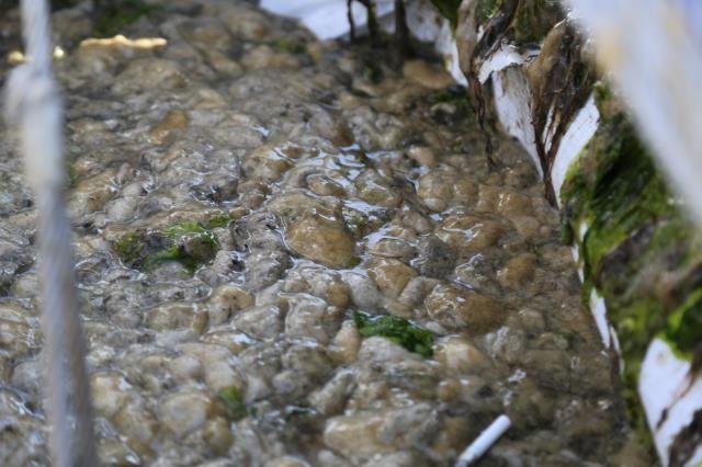İzmit Körfezi’nde 50 günde 150 ton deniz salyası toplandı