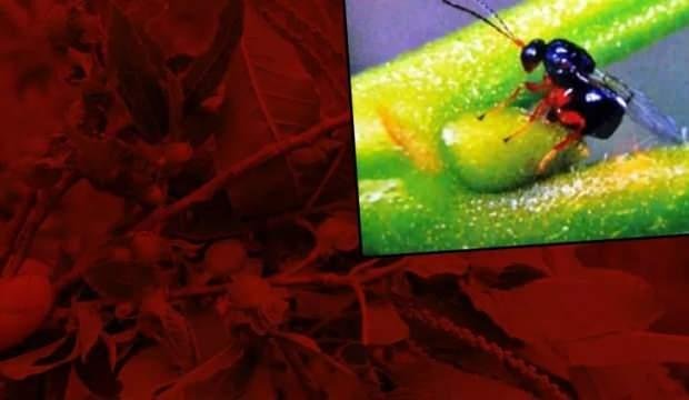 ‘Katil gal arısı’ kâbusu…