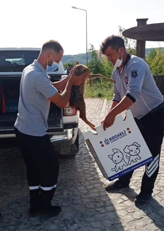 Kocaeli’de yaralı karaca yavrusu tedaviye alındı