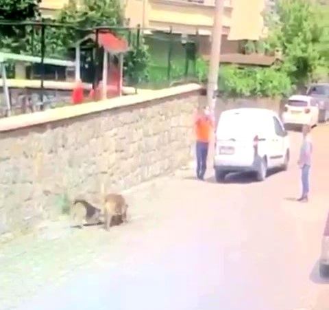 Köpeği ezip ölümüne sebep olan şahsa ceza kesildi