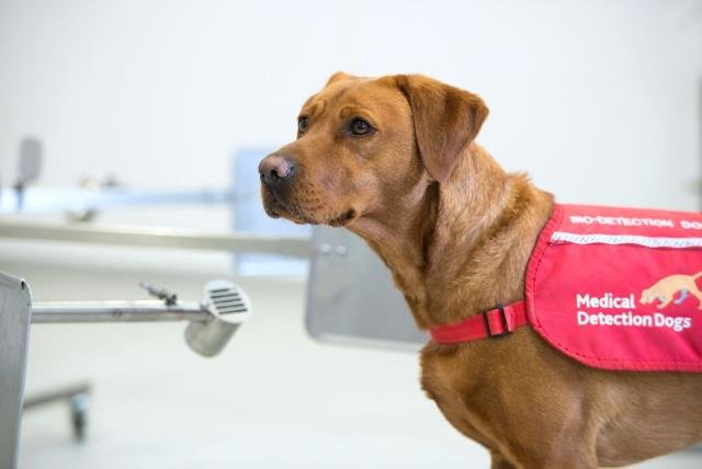 Köpeklerin Covid-19’u PCR testlerinden daha iyi teşhis edebildiği keşfedildi