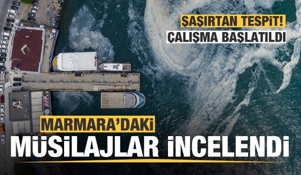 Marmara’daki müsilajlar incelendi! Şaşırtan tespit!