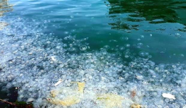 Müsilajdan sonra denizanası işgali