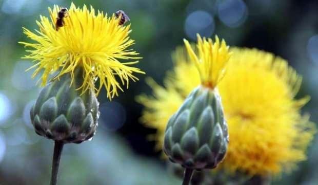 Nesli tehlikedeki türlerden! Bu çiçeği koparmanın cezası 73 bin TL
