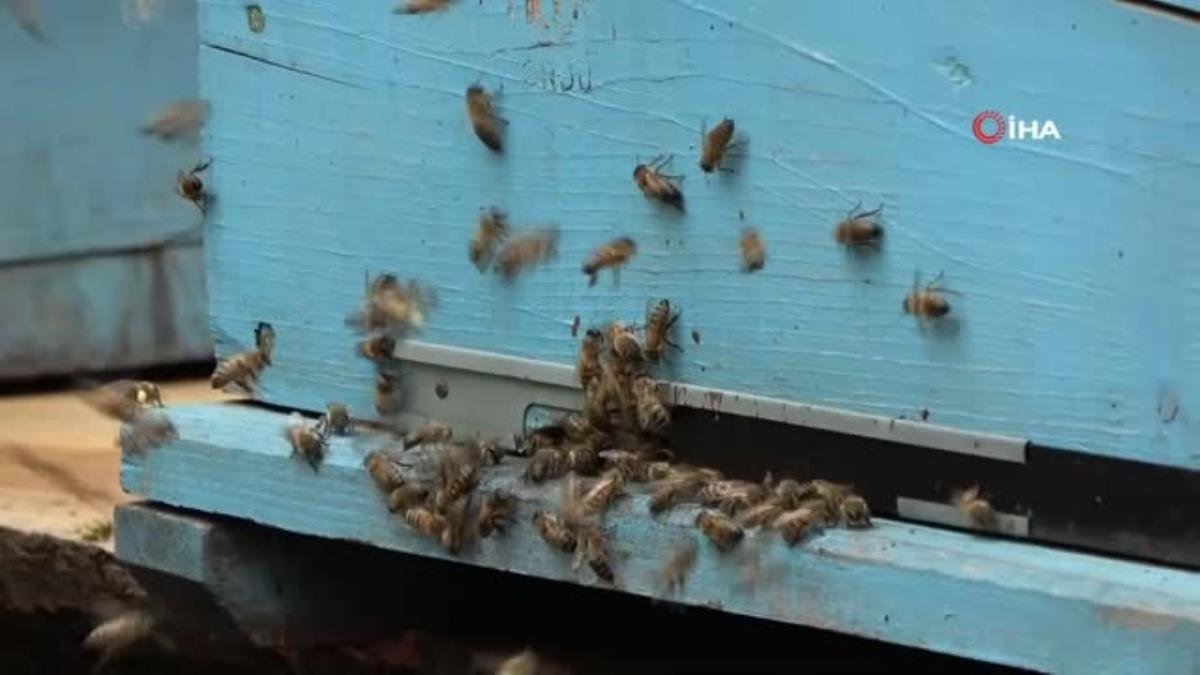 Prof. Dr. Ali Kutlu: “Türkiye’deki katil arılar insanların değil, doğanın katili”