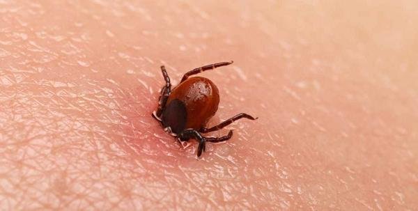 Prof. Dr. Çetin: KKKA aşısı, koronavirüs nedeniyle ikinci planda kaldı