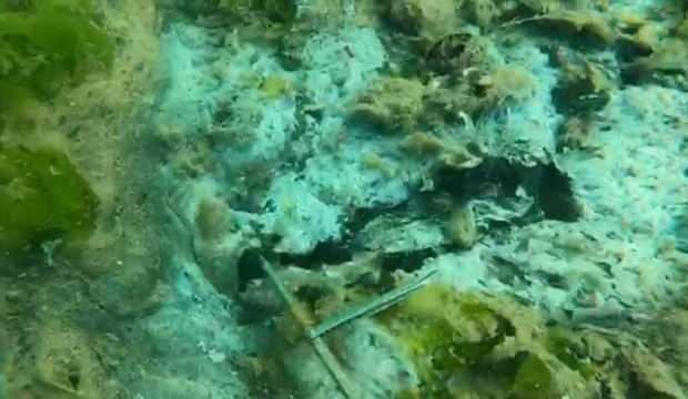 Rapor ortaya çıkardı! İşte müsilajın nedenleri…Çarpıcı ‘Zeytin’ detayı