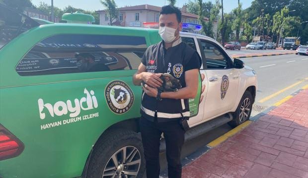 Sahibinin eziyet ettiği tavşana devlet sahip çıktı