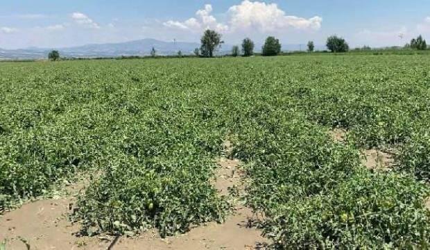 Salihli’de 4 bin dekar alan dolu yağışından etkilendi