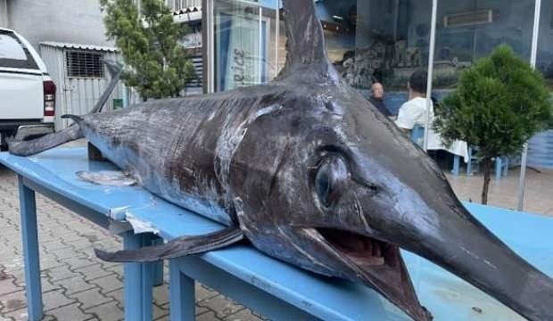 Saros Körfezi’nde yakalandı! Görenler hayrete düştü