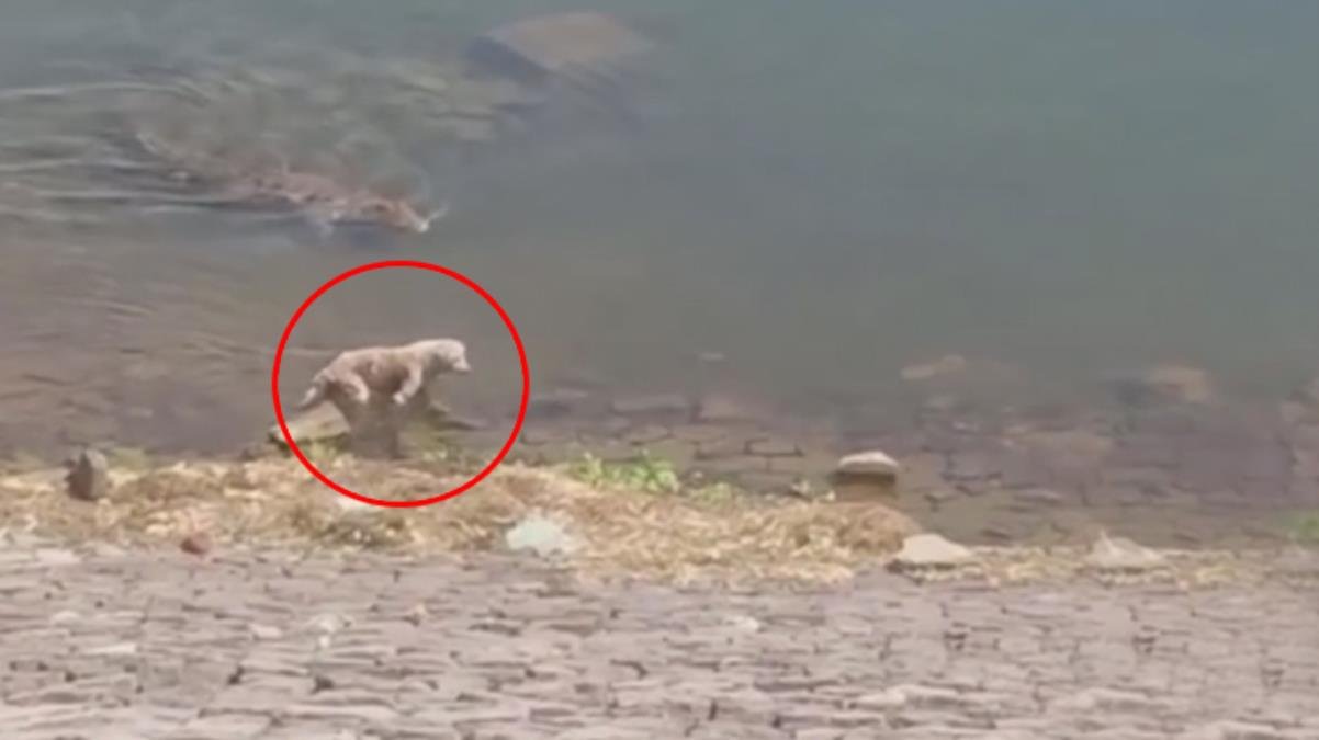 Serinlemek için suya giren köpek, timsaha yem oldu