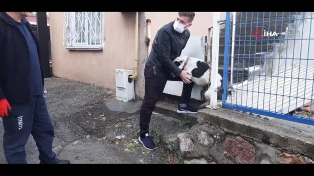 Şimşek korkusuyla kaçarken demir parmaklıklara sıkıştı