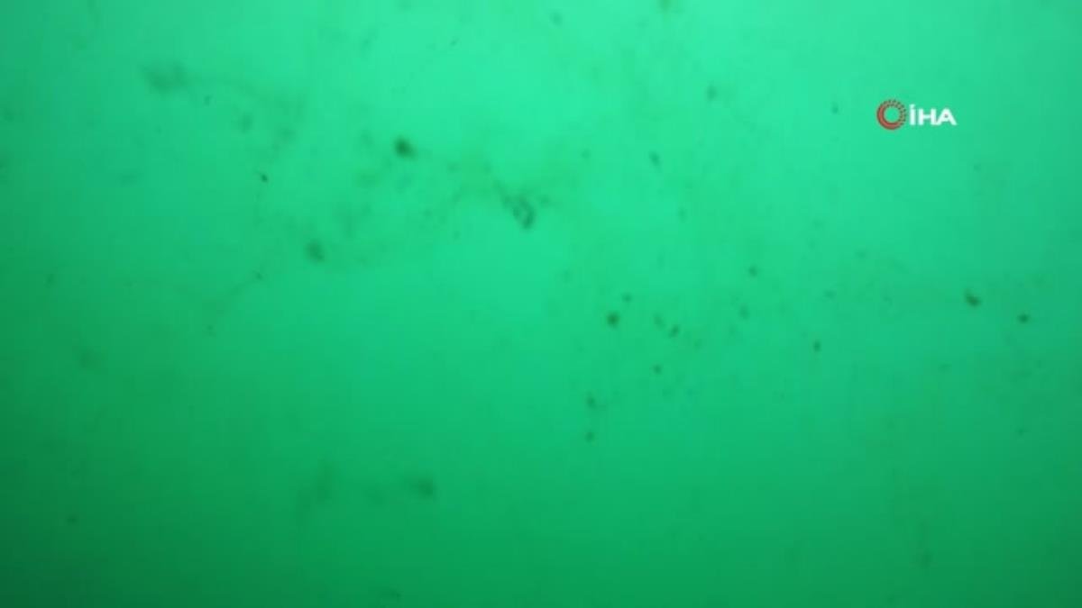 Su altındaki müsilaj felaketini böyle gösterdiler