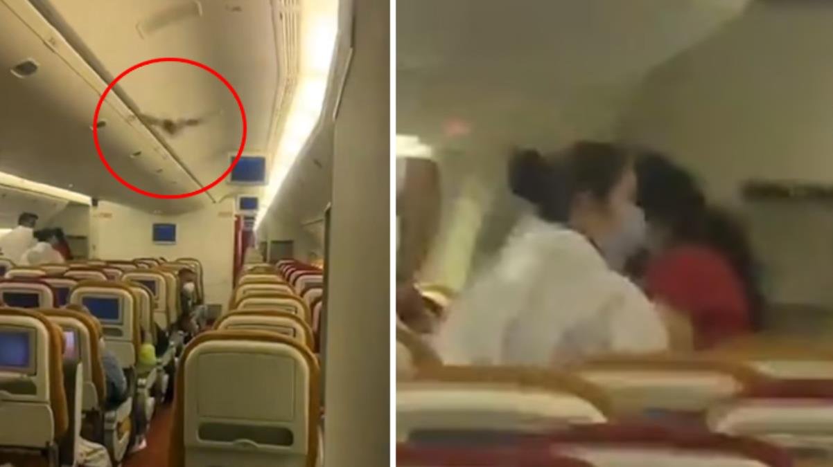 Uçakta panik anları! Kabine giren yarasa nedeniyle uçak acil iniş yaptı