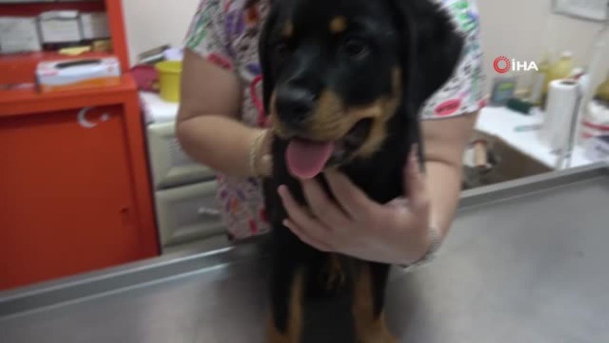 Veterinere şaşırtan soru: “Kedi, köpeğe taktığınız çipi kızıma da takabilir misiniz?”