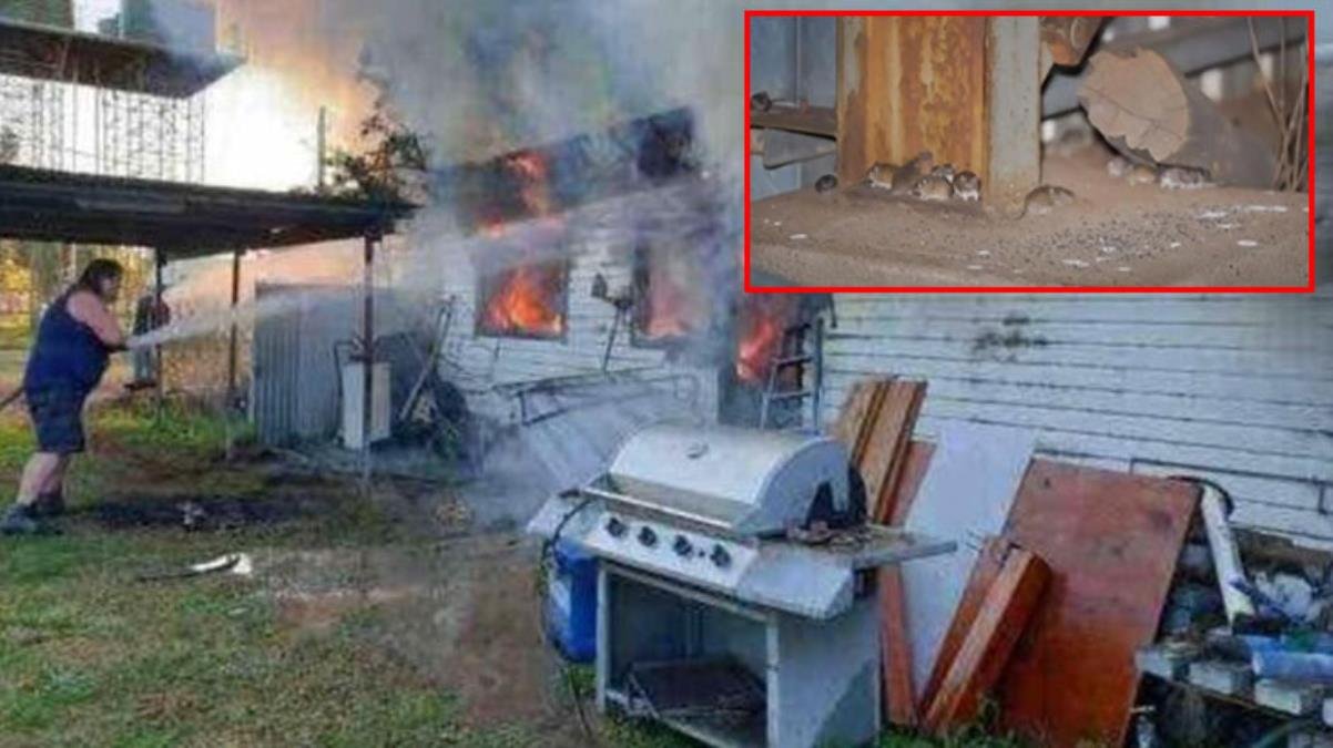Yamyam fareler Avusturalya’yı istila etti! Önlerine gelen her şeyi kemiriyorlar
