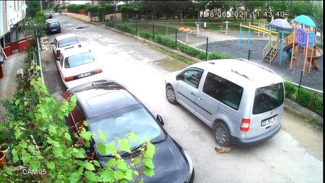 Yavru köpeği ezen sürücü cezasız kalmadı