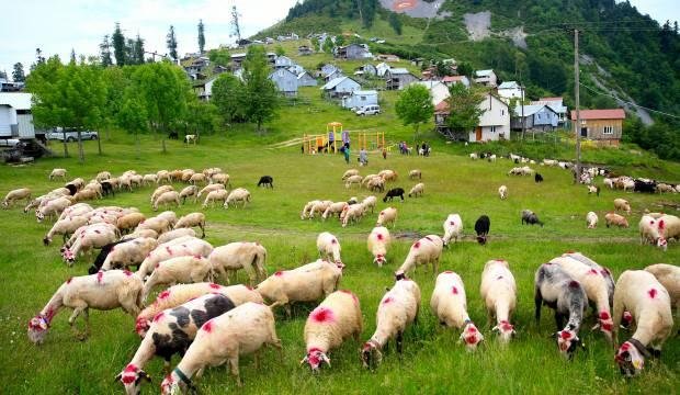 Yaylacıların göç yolculuğu başladı