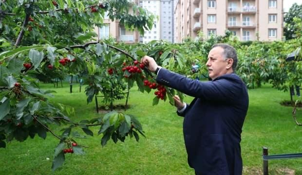 Yaz güzeli kirazlar bu yıl filyasyon ekipleri için toplandı