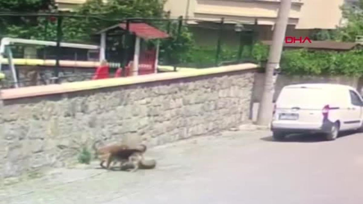 YOLDA YATAN KÖPEĞİ EZDİ