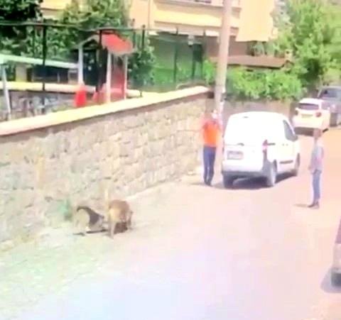 Yolda yatan köpeğin üzerinden aracıyla geçti