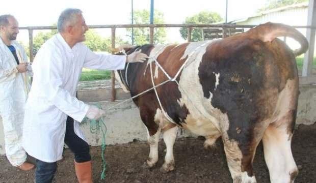 1 tonluk huysuz boğayı tek başına böyle yatırdı! Kurban kesecekler bu yönteme dikkat