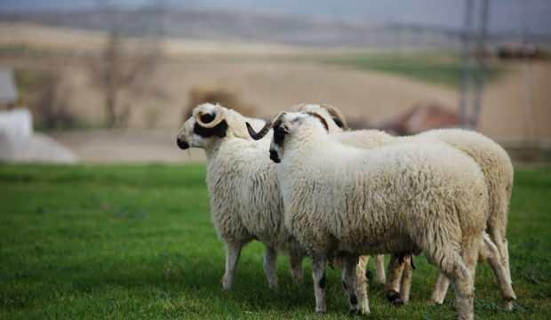 2021 Kurban Bayramı tatili kaç gün olacak?