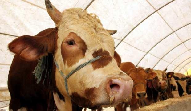 A101, Migros, BİM, Carrefour kurbanlık fiyatları açıklandı! Peşin fiyatına 10 taksit imkanı ile..