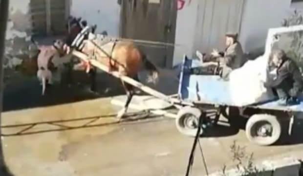 Adana’da sahipsiz pitbull dehşeti