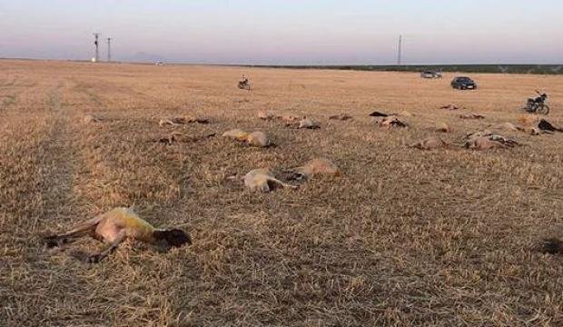 Aksaray’da merada otlayan 164 koyun telef oldu