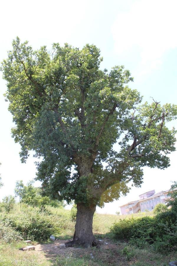 Ateşe verilen ağaca dokunup ‘Kızım yanma, itfaiye geliyor’ dedi