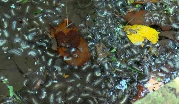 Beykoz’da vatandaşı isyan ettiren tırtıl istilası