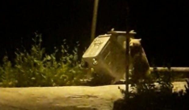 Bursa’da ayı ailesinin renkli görüntüleri: Köpeği kovaladılar