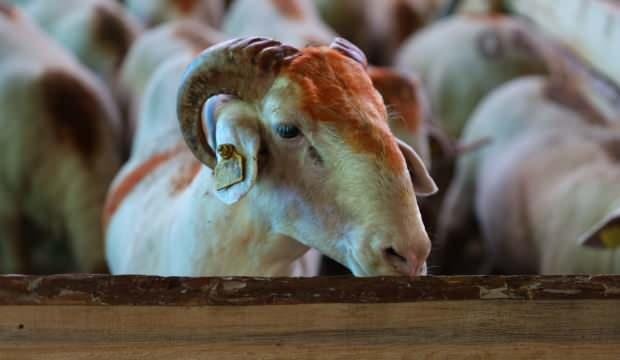 Bursa’da yetim aileleri de bayram edecek