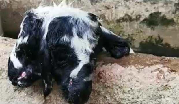 Çift başlı doğan kuzu, 10 dakika yaşayabildi