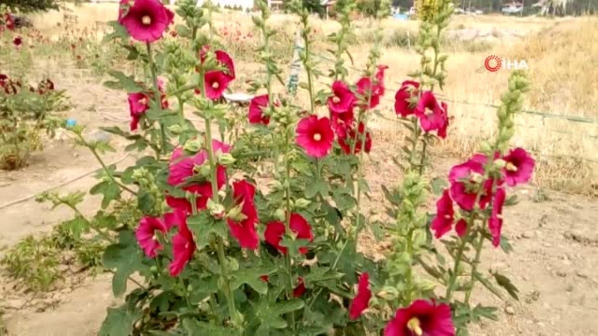 Deve gülü ekmek kapısı oldu