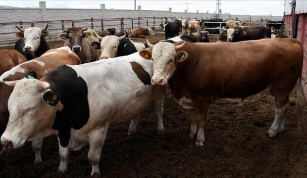Diyanetten uyarı: Kurban kesecekler sakın bunları yapmayın