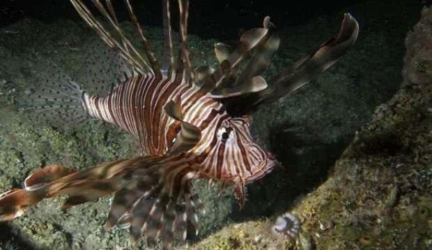 Dünyanın en kötü 100 istilacı türünden 14’ü Türkiye’de