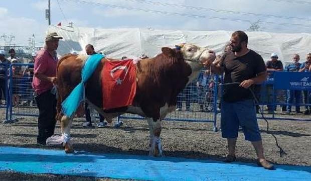 ‘En güzel büyükbaş kurbanlıklar’ podyuma çıktı